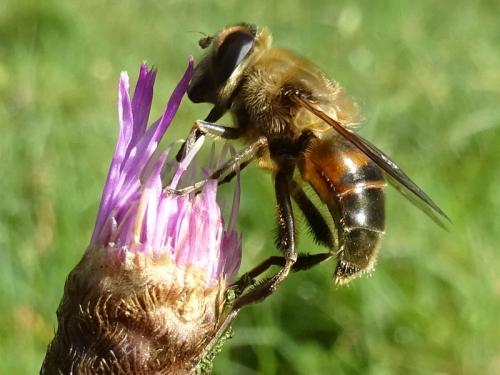 Eristalis tenax